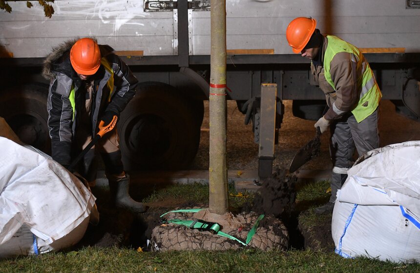 В столице начали высадку деревьев на улицах и вылетных магистралях 20 фото