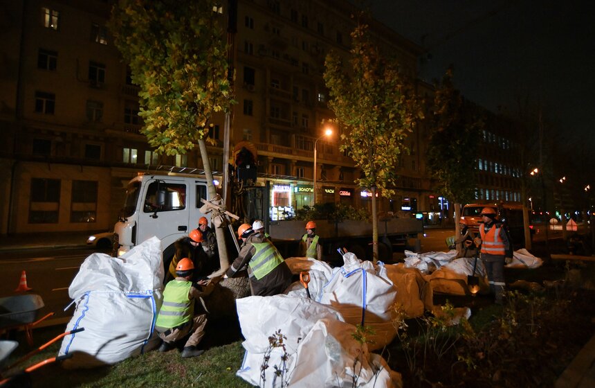 В столице начали высадку деревьев на улицах и вылетных магистралях 21 фото
