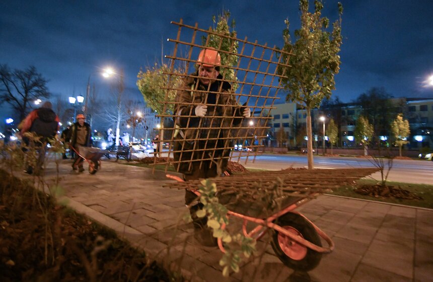 В столице начали высадку деревьев на улицах и вылетных магистралях 10 фото
