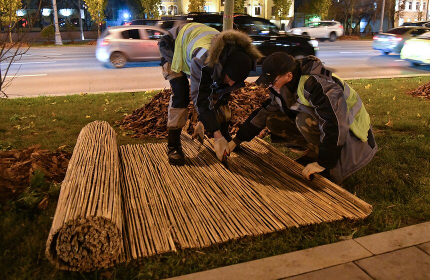 В столице начали высадку деревьев на улицах и вылетных магистралях 4 фото
