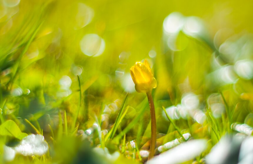 В Москве распустились первоцветы 19 фото