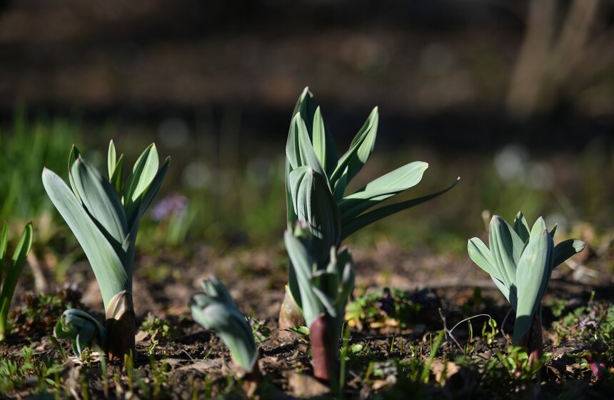 В Ботаническом саду МГУ "Аптекарский огород" открылся XX Весенний фестиваль цветов 15 фото