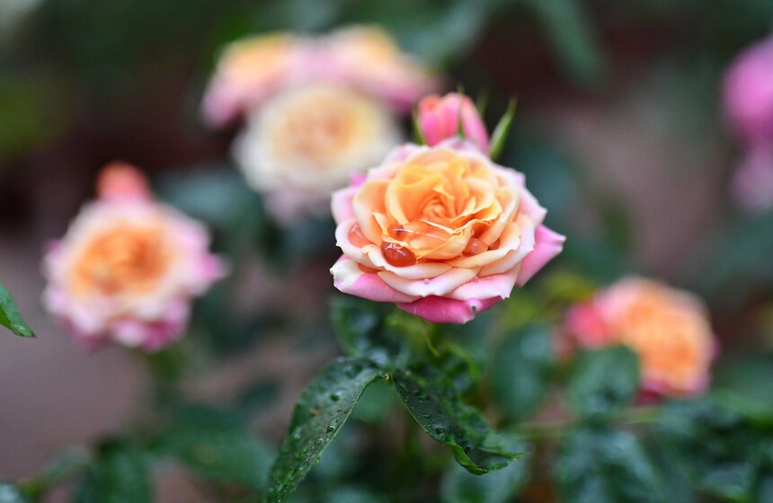 В "Аптекарском огороде" открылась выставка роз 7 фото