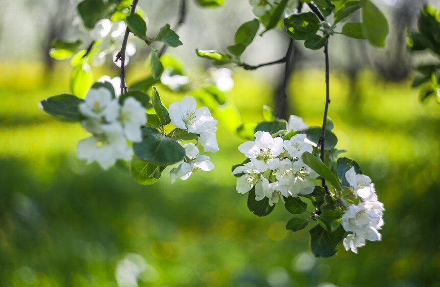 В "Коломенском" зацвели яблоневые сады 25 фото