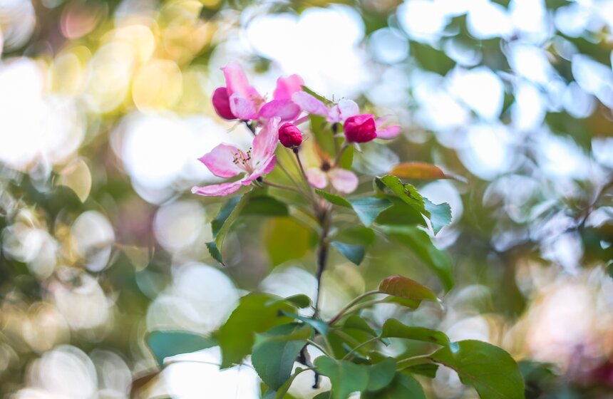 В "Коломенском" зацвели яблоневые сады 5 фото