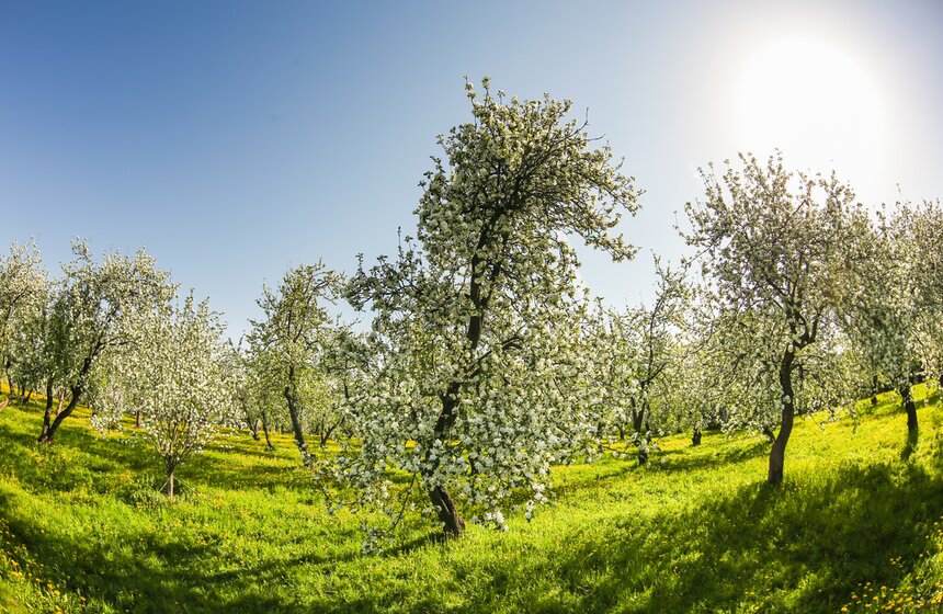 В "Коломенском" зацвели яблоневые сады 27 фото