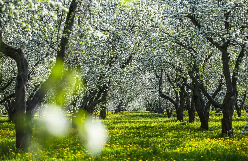 В "Коломенском" зацвели яблоневые сады 23 фото