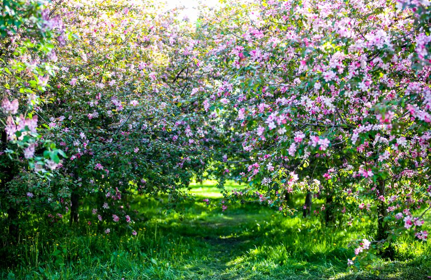 В "Коломенском" зацвели яблоневые сады 2 фото