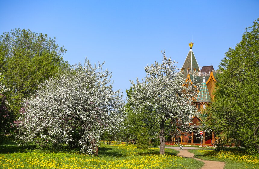 В "Коломенском" зацвели яблоневые сады 21 фото