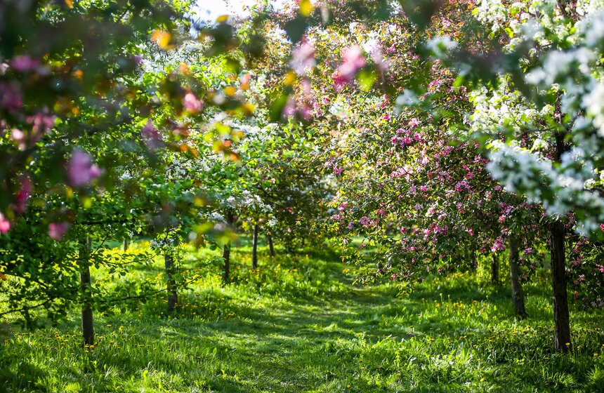 В "Коломенском" зацвели яблоневые сады 16 фото