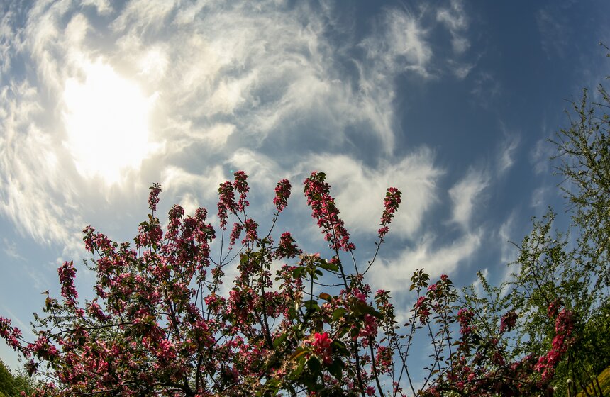 В "Коломенском" зацвели яблоневые сады 29 фото