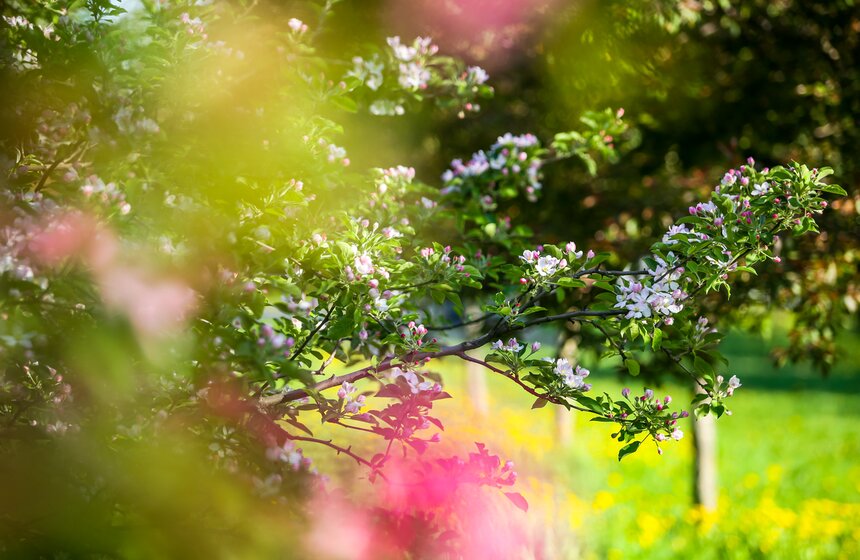 В "Коломенском" зацвели яблоневые сады 13 фото