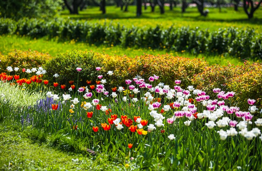 В "Коломенском" зацвели яблоневые сады 18 фото