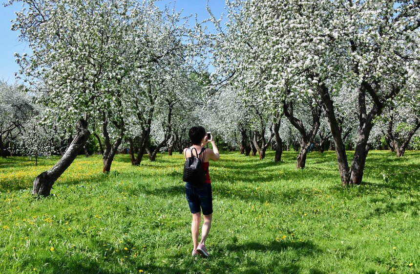В "Коломенском" зацвели яблоневые сады 22 фото