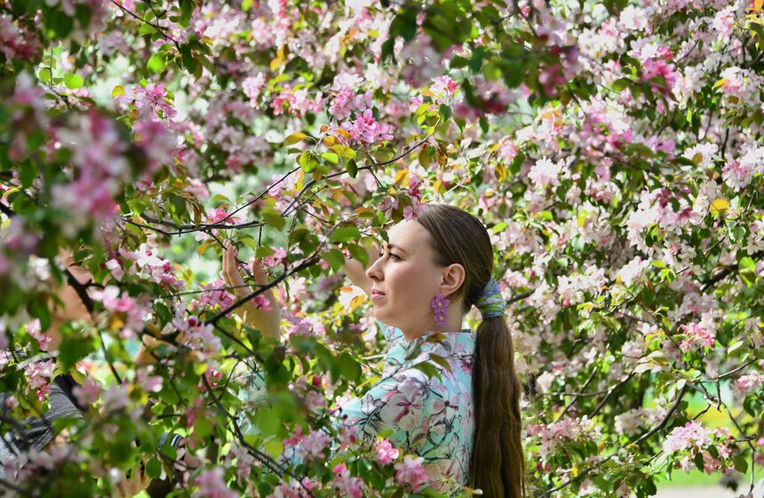 В "Коломенском" зацвели яблоневые сады 17 фото