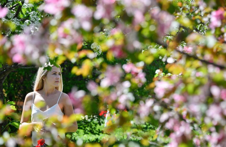 В "Коломенском" зацвели яблоневые сады 12 фото