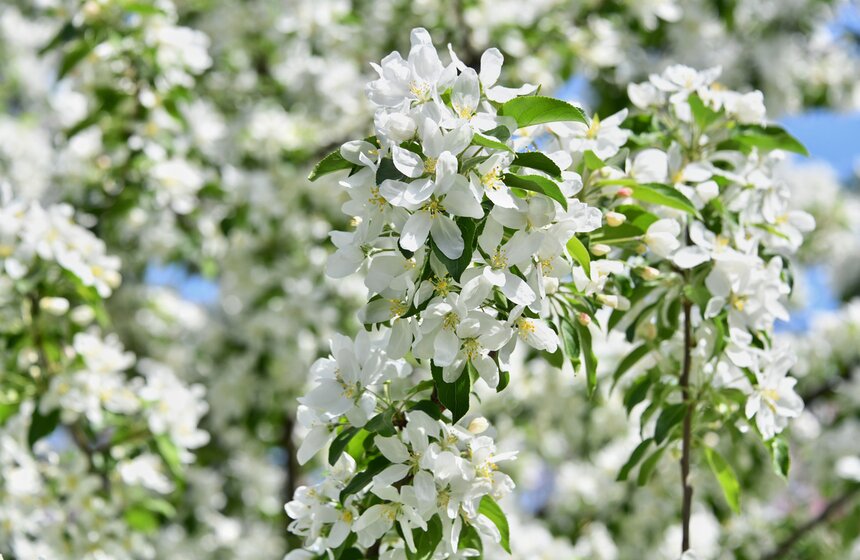 В "Коломенском" зацвели яблоневые сады 6 фото