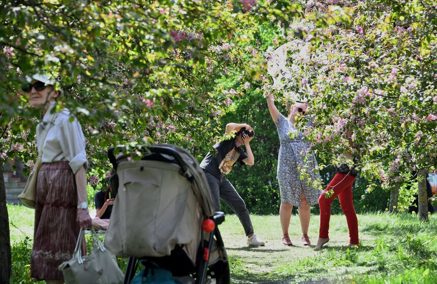 В "Коломенском" зацвели яблоневые сады 14 фото