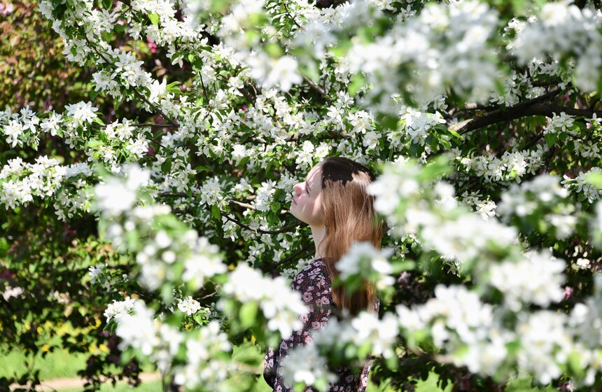 В "Коломенском" зацвели яблоневые сады 20 фото