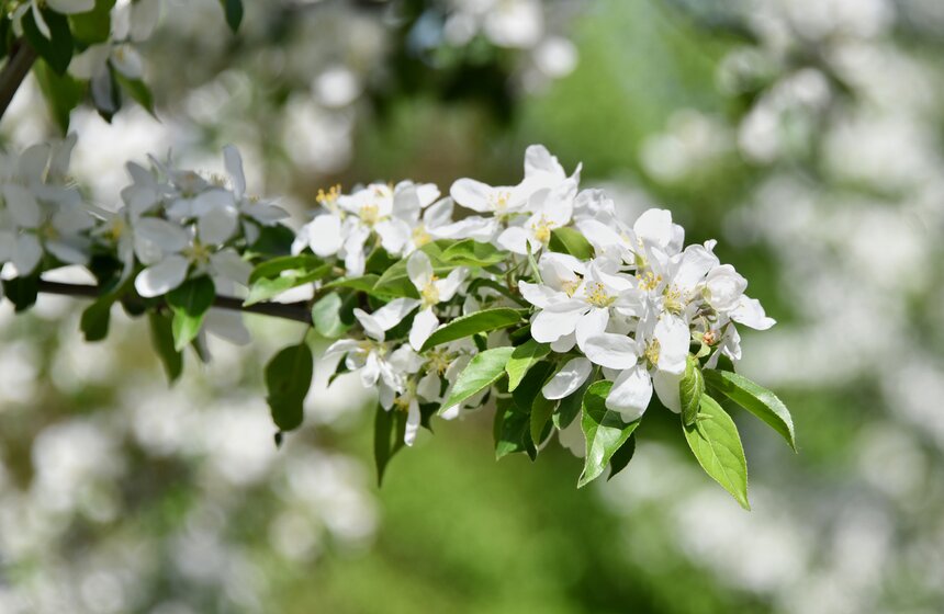 В "Коломенском" зацвели яблоневые сады 3 фото