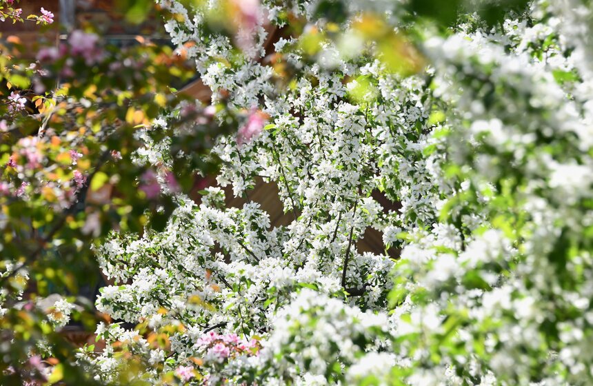 В "Коломенском" зацвели яблоневые сады 9 фото