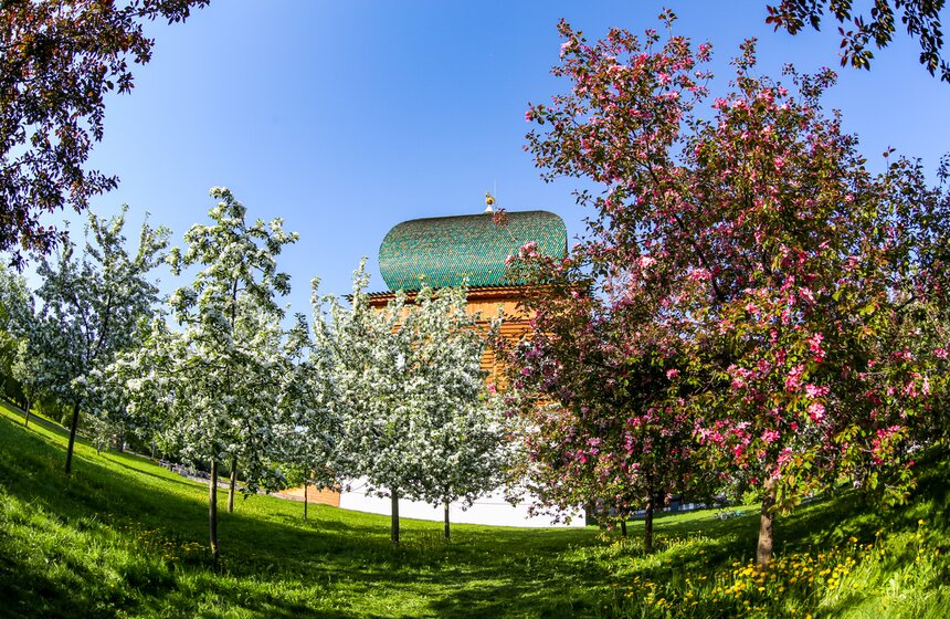 В "Коломенском" зацвели яблоневые сады 11 фото