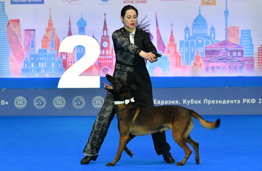Выставка собак "Евразия 2021" прошла в Москве 14 фото
