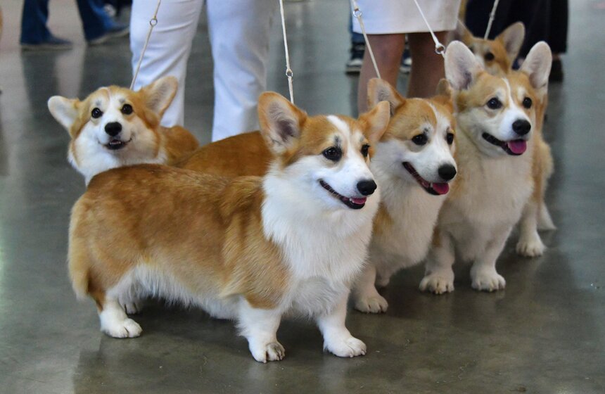Выставка собак "Евразия 2021" прошла в Москве 4 фото