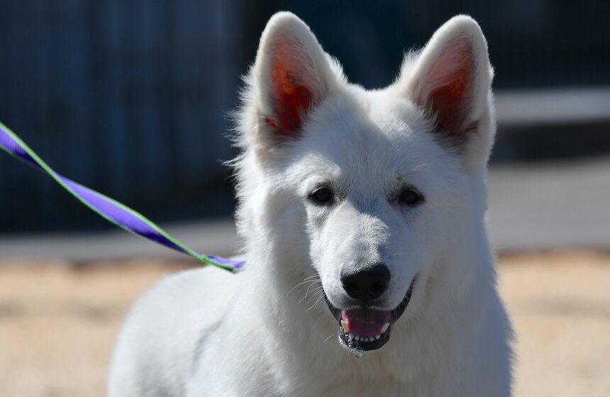 Выставка собак "Евразия 2021" прошла в Москве 10 фото