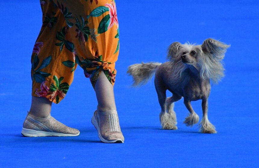 Выставка собак "Евразия 2021" прошла в Москве 2 фото
