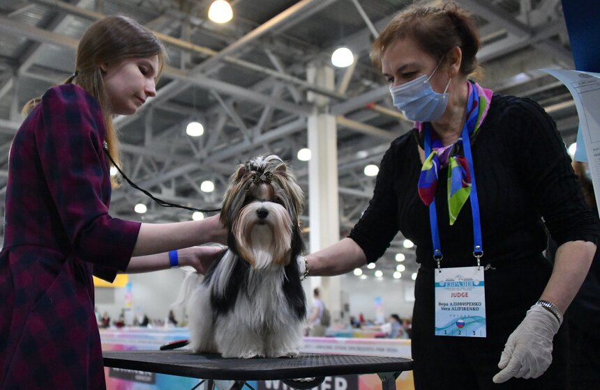 Выставка собак "Евразия 2021" прошла в Москве 13 фото