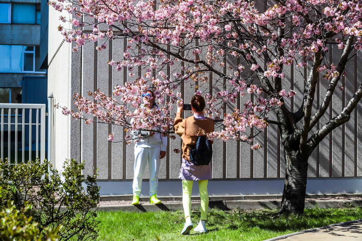 Сад цветущей сакуры в москве
