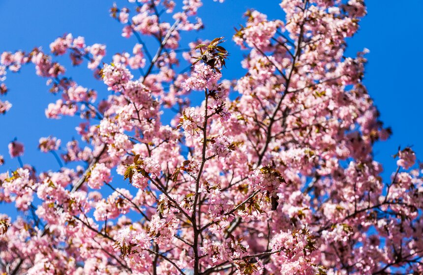 В Москве зацвела сакура 10 фото
