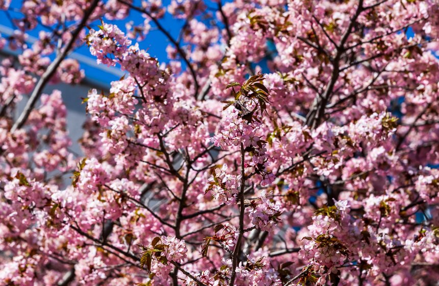 В Москве зацвела сакура 4 фото