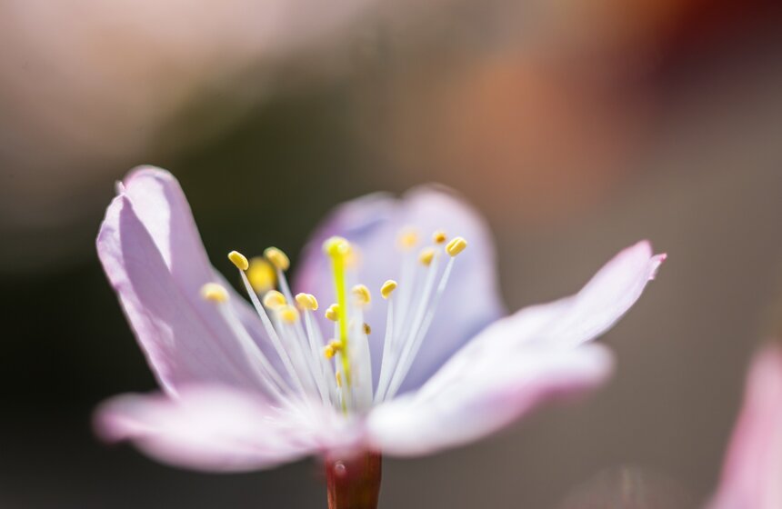 В Москве зацвела сакура 6 фото