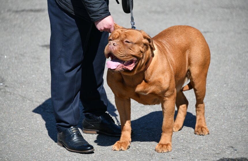 Выставка собак "Евразия 2021" прошла в Москве 9 фото