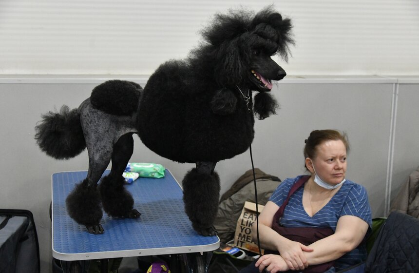 Выставка собак "Евразия 2021" прошла в Москве 12 фото