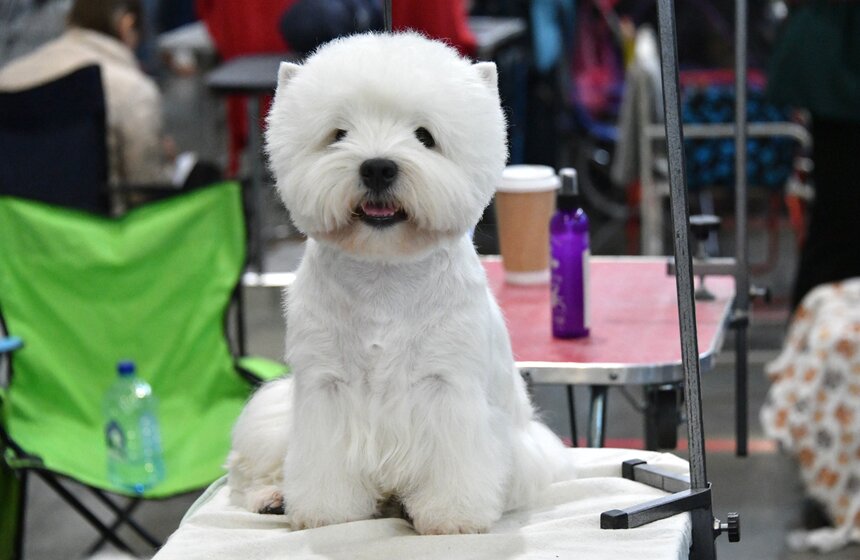 Выставка собак "Евразия 2021" прошла в Москве 7 фото
