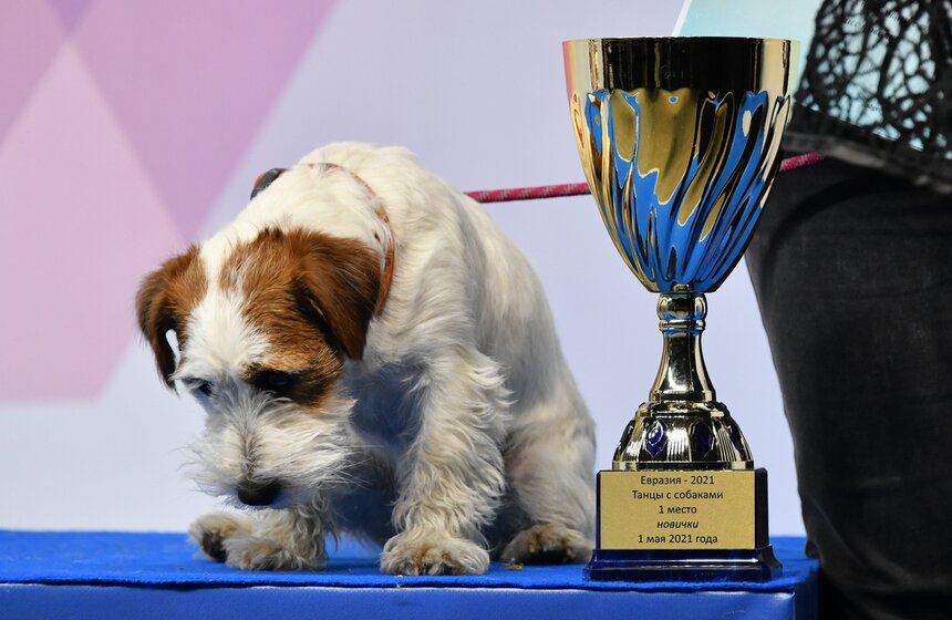 Выставка собак "Евразия 2021" прошла в Москве 20 фото
