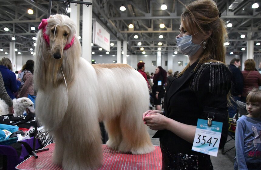 Выставка собак "Евразия 2021" прошла в Москве 5 фото