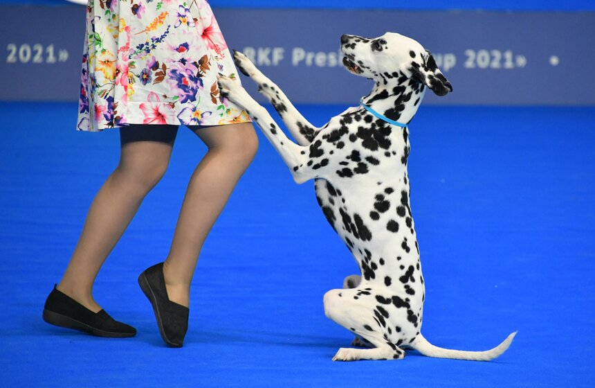 Выставка собак "Евразия 2021" прошла в Москве 16 фото