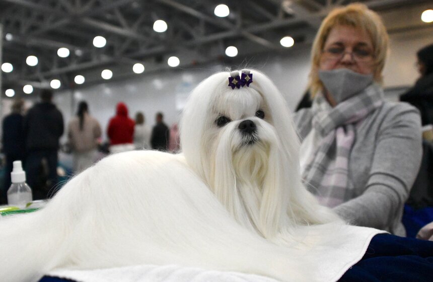 Выставка собак "Евразия 2021" прошла в Москве 6 фото