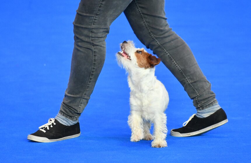 Выставка собак "Евразия 2021" прошла в Москве 15 фото