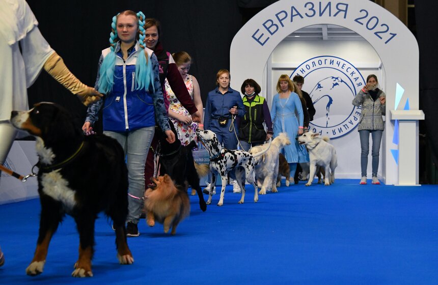 Выставка собак "Евразия 2021" прошла в Москве 18 фото