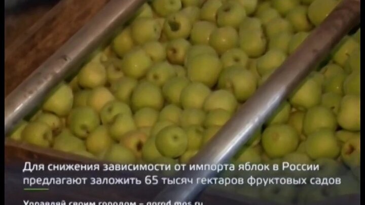 Правительство ввело запрет на ввоз яблок