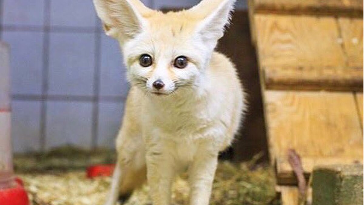 Фенек зоопарк. Лиса фенек в зоопарке. Фенек фото. Домашняя лиса фенек. Контактный зоопарк в спб фенек.