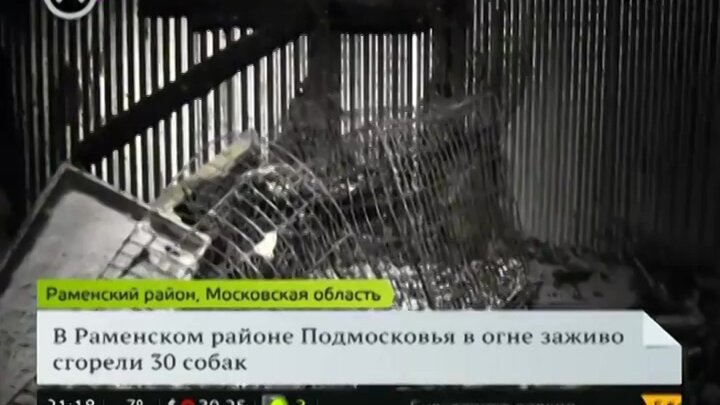 Уникальные характеристики лошадей