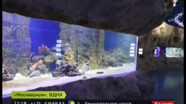Очереди в океанариуме в Москве.