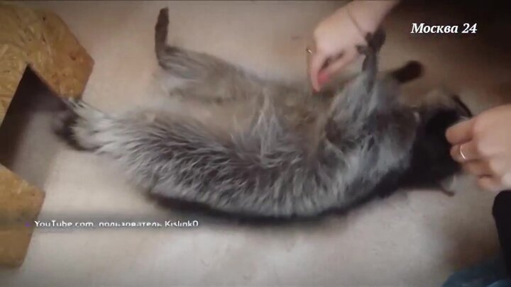 Если кошка бросилась под колеса - 94 фото