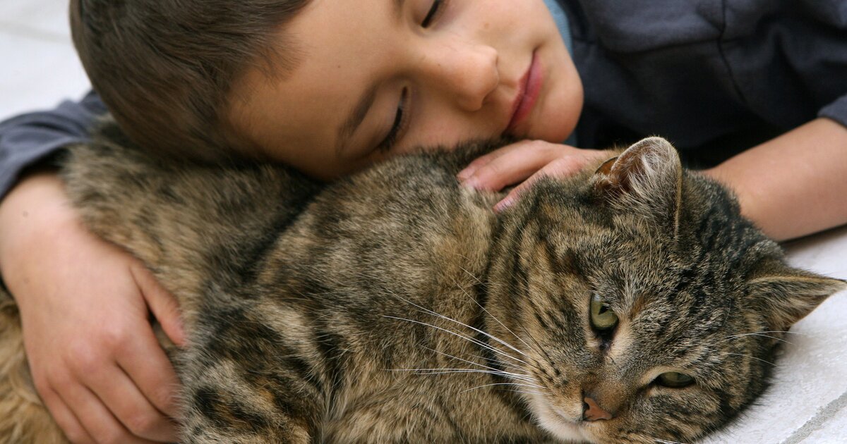 Человек и кошка вместе. Фелинотерапия. Анималотерапия кошки. Кошки лекари. Кошка лечит человека.
